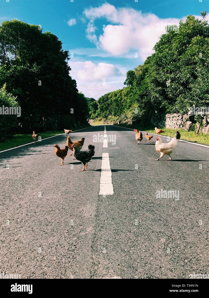 Descubre los Secretos detrás de la Famosa Ruta de Pollo en España - overview