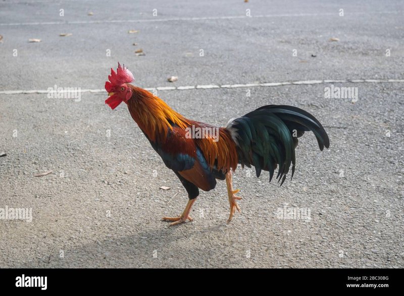 Chicken road game - Ontdek Het Geheim Van De Populaire Spelletjes Chicken Road in Nederland